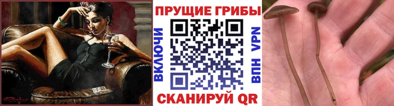 Псилоцибиновые грибы Magic Shrooms  мега ТОР  Шебекино 